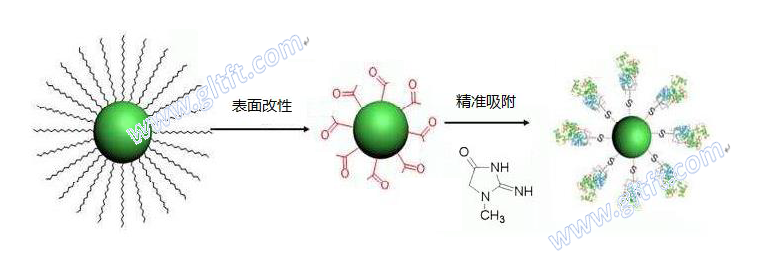 fig5-精准吸附机理